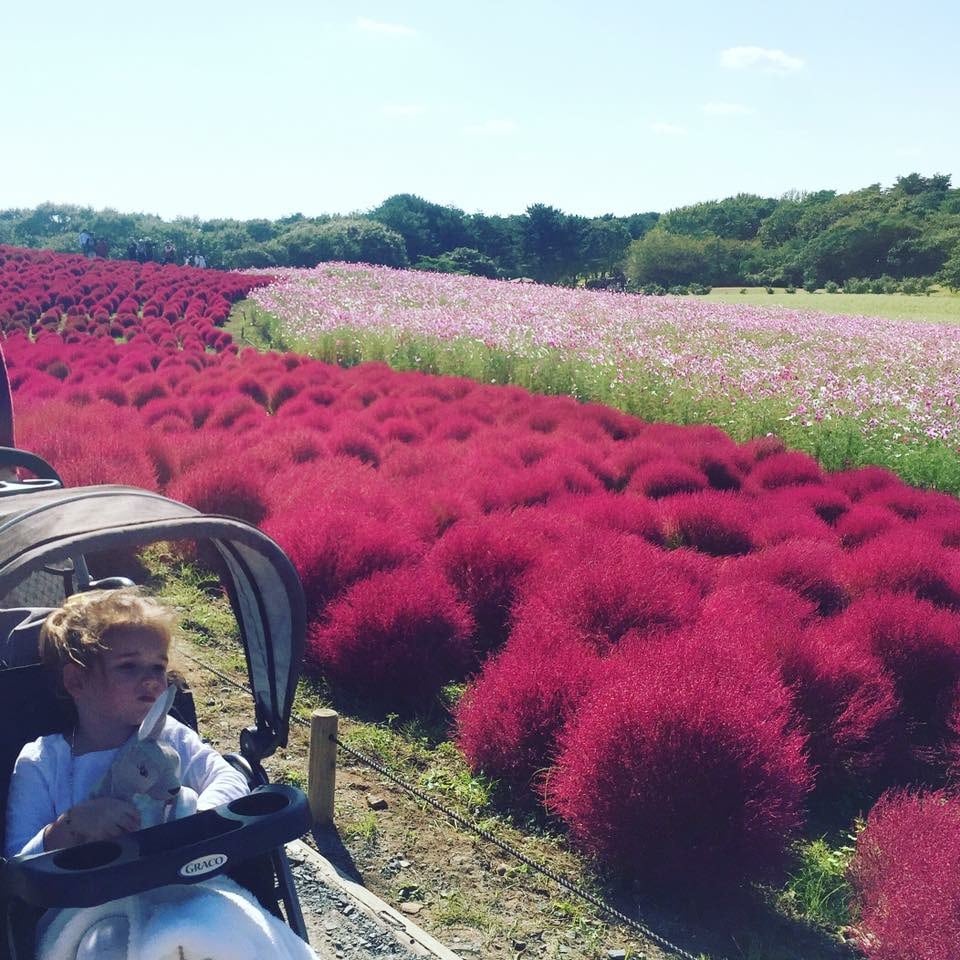 HITACHI SEASIDE PARK (FOR SPRING & AUTUMN)