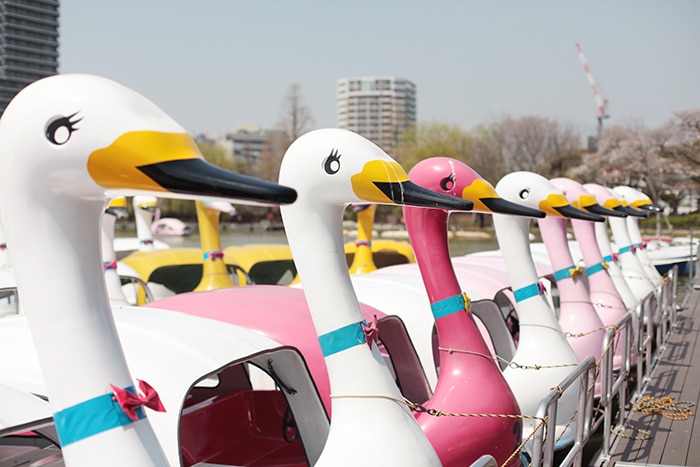 Swan Boats in Ueno Park for kids