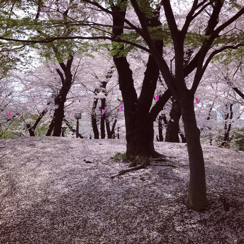 OUR FAVOURITE TOKYO SAKURA SPOTS