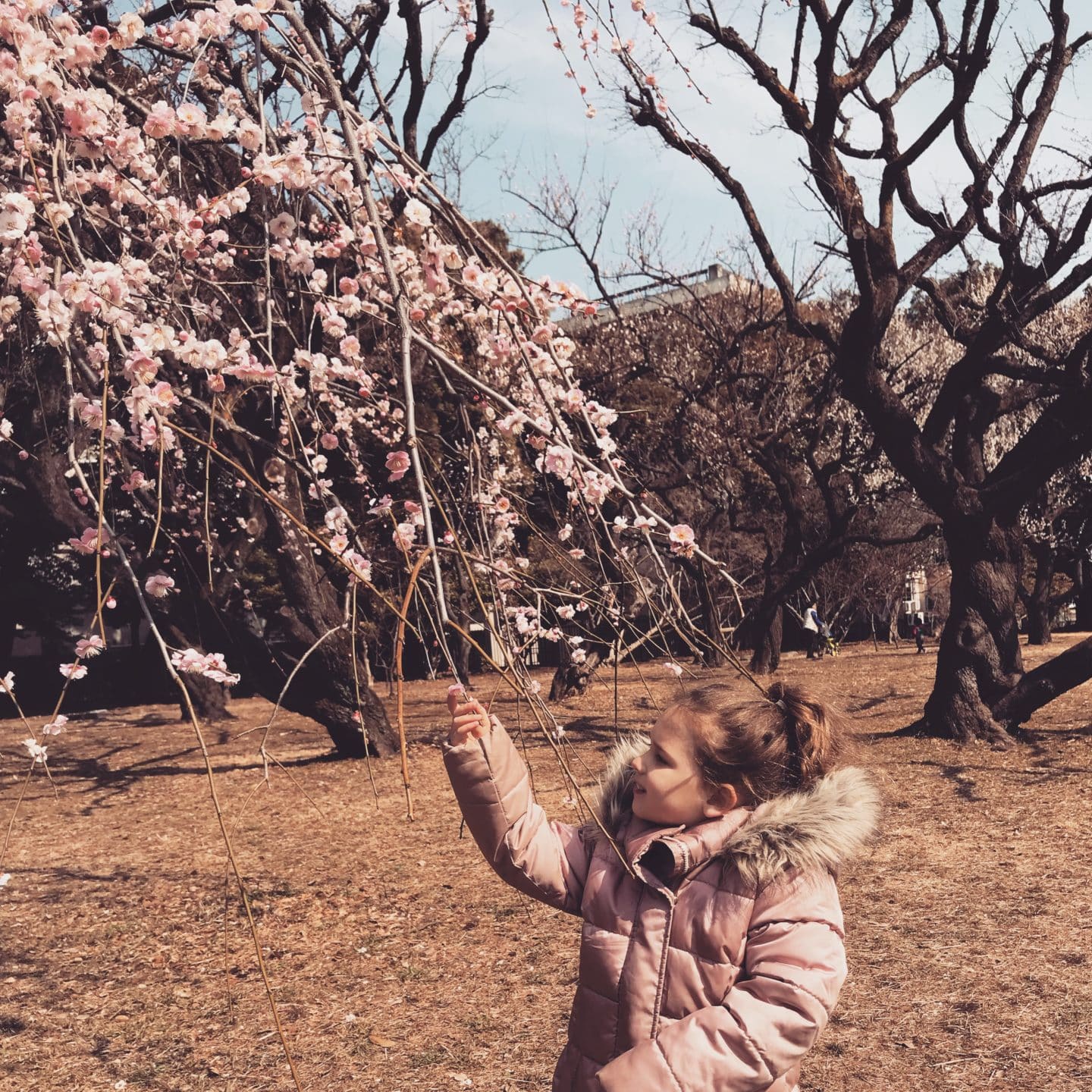 BREAKFAST + PLUM BLOSSOMS + PARK