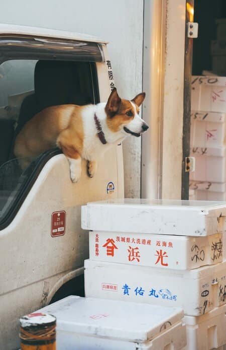 asking to pat a dog in Japan