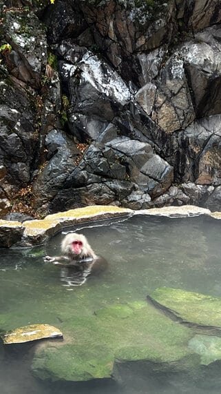 SNOW MONKEYS IN JAPAN WITH KIDS